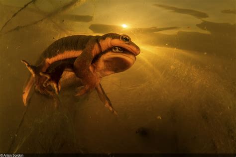  Brook Newt: A Tiny Amphibian Champion Juggling Camouflage And Underwater Acrobatics!