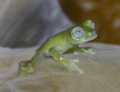  Glass Frog: A Miniature Amphibian Maestro Hiding in Plain Sight!