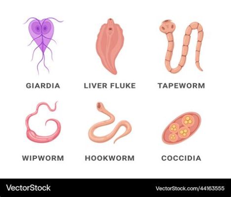  Gregarina: A Master of Parasitism That Can Turn Your Intestine Inside Out!