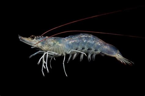  Mop Shrimp: A Miniature Marvel That Swims Backwards With Its Antennae!