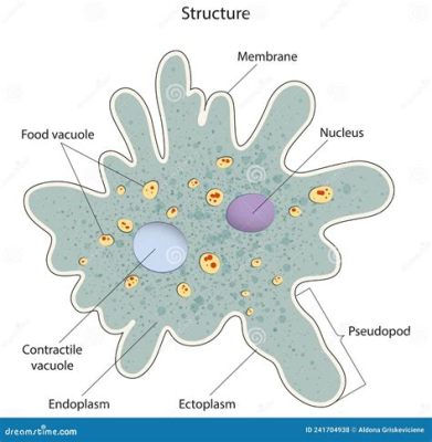  Ubiquitinous Amoeba: A Single-Celled Wonder With Mind-Boggling Adaptability and Fascinating Feeding Habits!