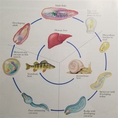  Blood Fluke: An Unassuming Parasite with a Complex Lifecycle