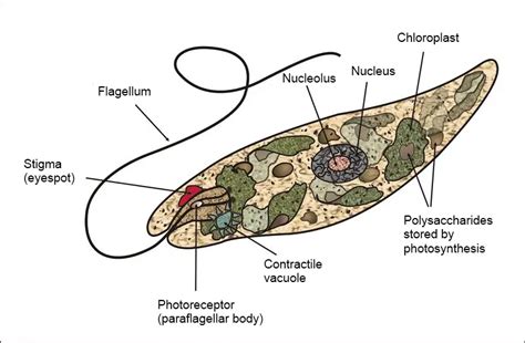  Euglena – Mikroskopowy Mistrz Fotosyntezy!