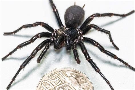   funnel-web spider:  Are these eight-legged creatures known for their potent venom also masters of silken architecture?