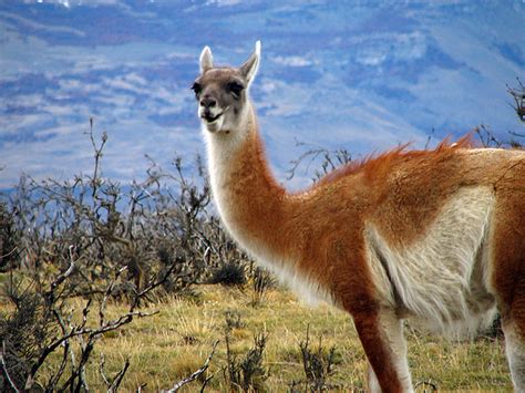  Guanaco - Zwierzę o miękkiej sierści z majestatycznym spojrzeniem!