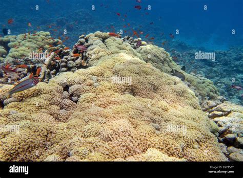  Tubipora! A Colorful Coral Reef Architect With Tentacles That Defy Gravity